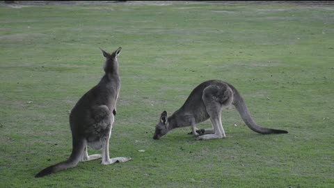 Kangaroo play