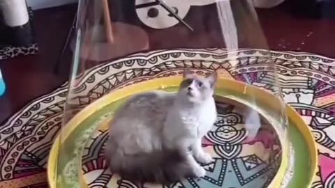 Confused cat