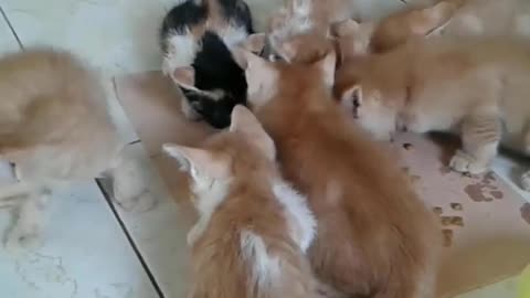 Cute kittens have lunch