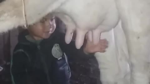 A child drinks milk from the breast of a cow , funy
