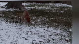 Dogs first snow