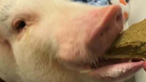 Mini Pig chows down on slice of pie