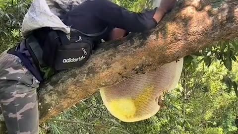 Honey harvest at great heights