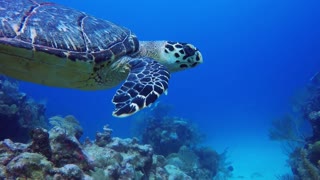 Buzo se saca una selfie con una tortuga marina en peligro de extinción