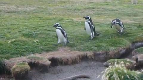 Penguins Falling Down 😂