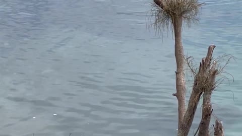 Seal Sleeping In The Water