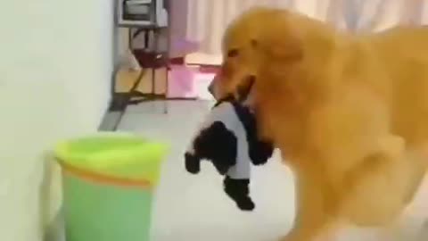 Golden Retriever is the most jealous dog ever seen