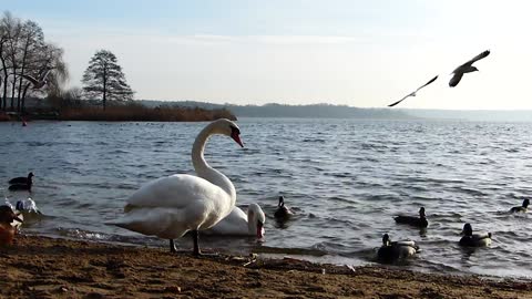 swans the seagulls ducks