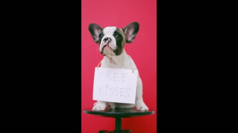 Dog kiss video compilation,Funny- cute dog wants to get kisses from people.