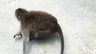 Brown monkey spinning around in circles