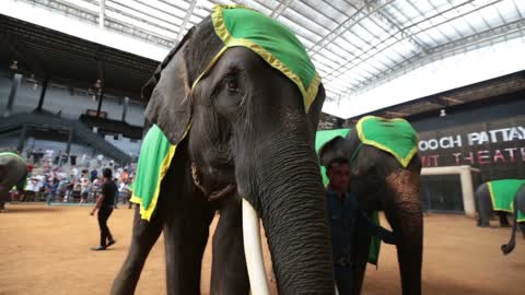 Performance elephants. elephants on stage paddock, before the audience,