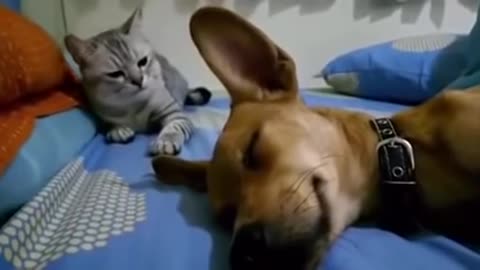 Funny cat punches dog because he farted