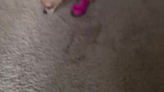 Chihuahua gets new boots