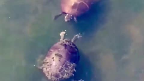 A turtle annoying🤣 his turtle friend