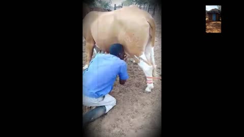 Man at cattle post milking Africa