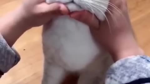 Cat reaction