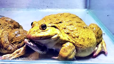 Wow!! Snake Eating Asian Bullfrog