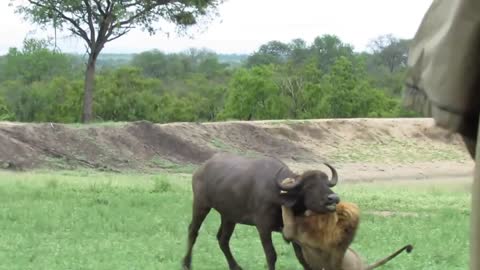 Extremely Rare- fearless male lion attack Buffalo hurd Alone