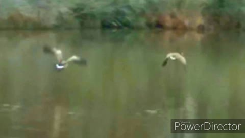 Visitors to the pond