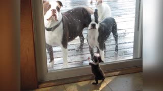 Tiny Puppy Talks Tough To Adult Dogs Outside Patio Door