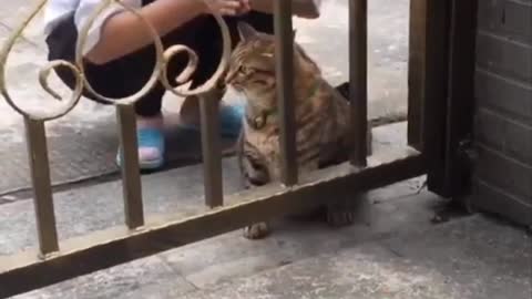 Fats cat Funnny video 😍😂😂 #cat #cutie pet