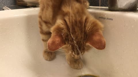 Kitten can't figure out how to drink water from faucet