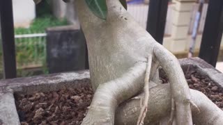 Adenium bonsai