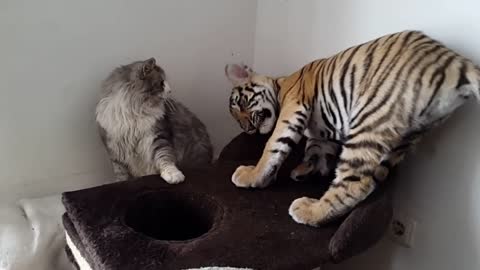 Tiger cub playing with a house cat