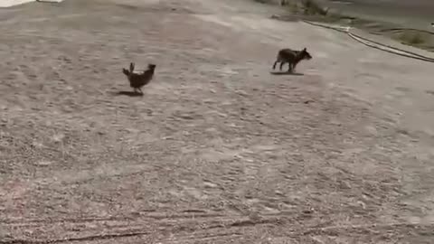 Chicken Mommy Defends her Puppies and Puts an Abused Dog to Run