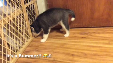 Siberian Husky Puppy Gets a Huge Surprise while Playing with Siblings