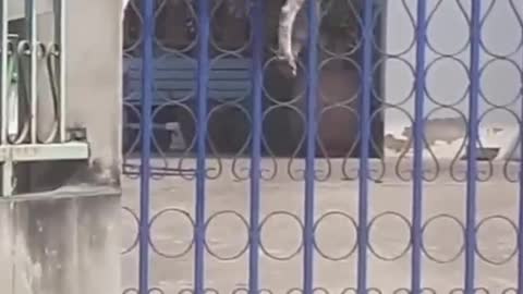 Escape Artist Doggo Climbs Gate To Freedom