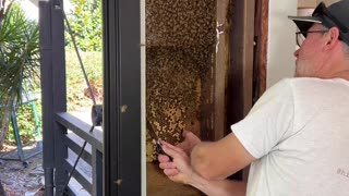 Massive Beehive Rescue