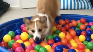 Dog has fun in ball pit