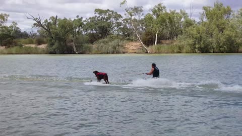 Talented Dog Water Skis Better Than Owner