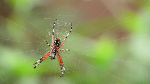 Spider in nature