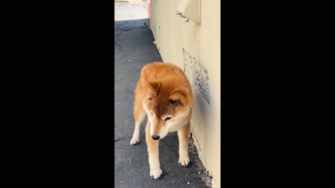 The dog dries after bathing