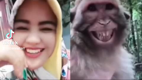 Funny monkey laughing