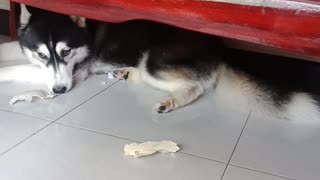 Adorable Husky Hides from Annoyed Human