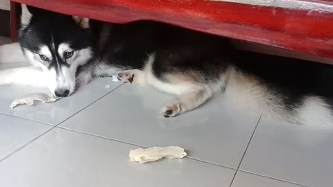 Adorable Husky Hides from Annoyed Human