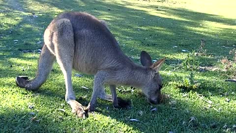 Eastern Grey Kangaroo feeding at Pebbly Beach NSW