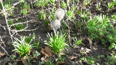 squirrel in castle park