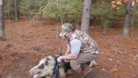 Big BAD 7' 450 lb Hog! Wilcox Hunts at Boars All Day