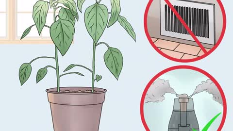 How To Take Care Your Plants Properly (Step by Step)