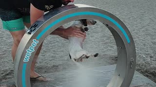 Dog Gets a Bath at the Beach