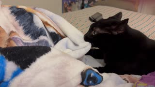 Adopting a Cat from a Shelter Vlog - Cute Precious Piper Again Relives Her Kitten Days
