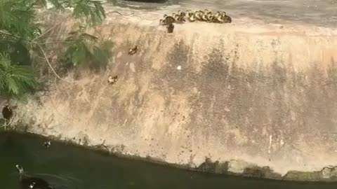 Duck Leads Baby Ducks To Water!