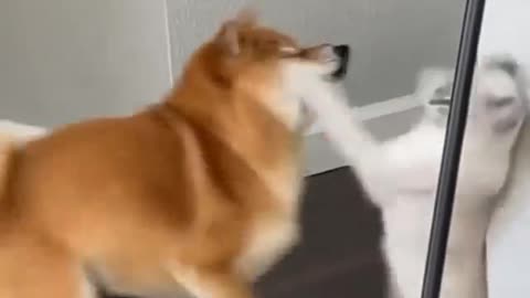 Dogs and cats quarrel | Amazing Fight Video