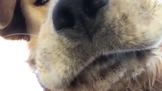 Golden Retriever Hilariously Looks Down At Camera