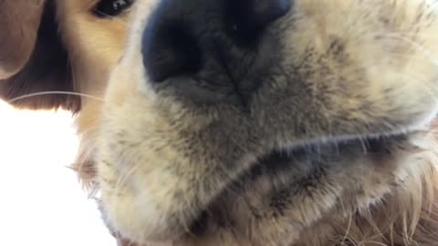 Golden Retriever Hilariously Looks Down At Camera