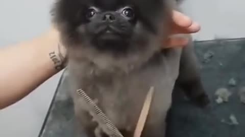 Dog dancing to music while getting a haircut !!! Really very Cool